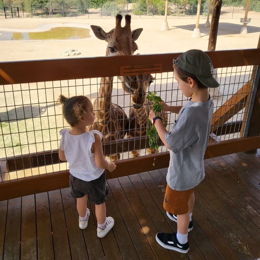 Giraffen füttern im Al Ain Zoo 