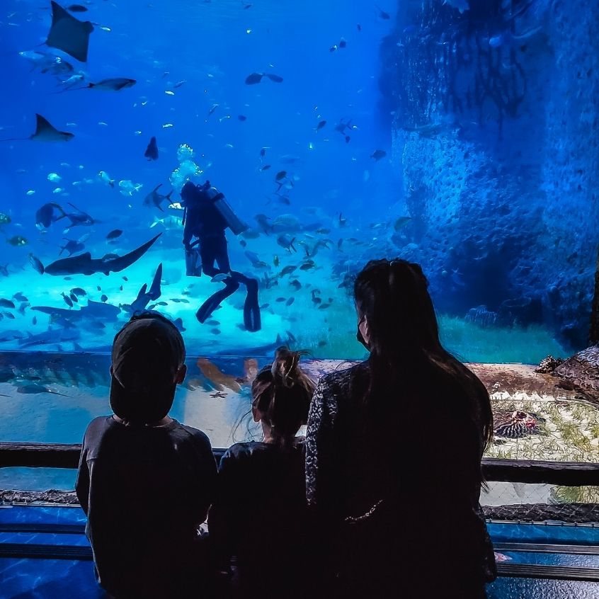 The National Aquarium Abu Dhabi Kinder
