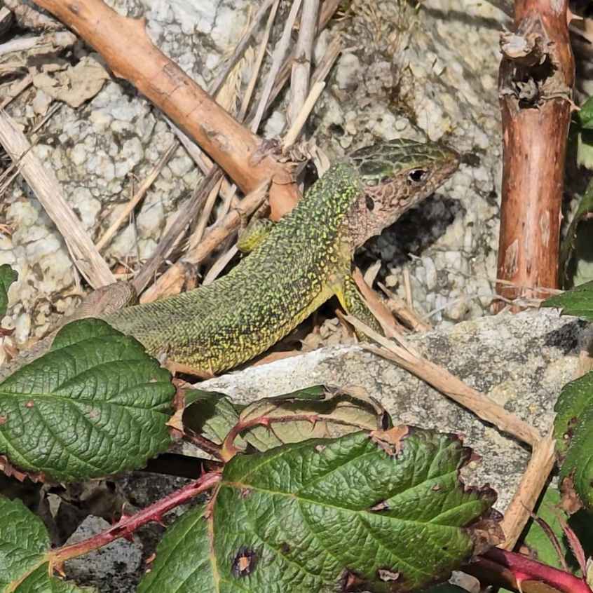 Wachau mit Kindern Weingeistweg Smaragdeidechse