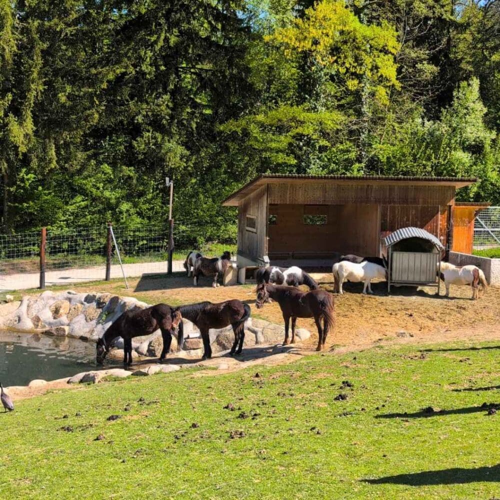 Bauernhof mit Reitstall Mostviertel