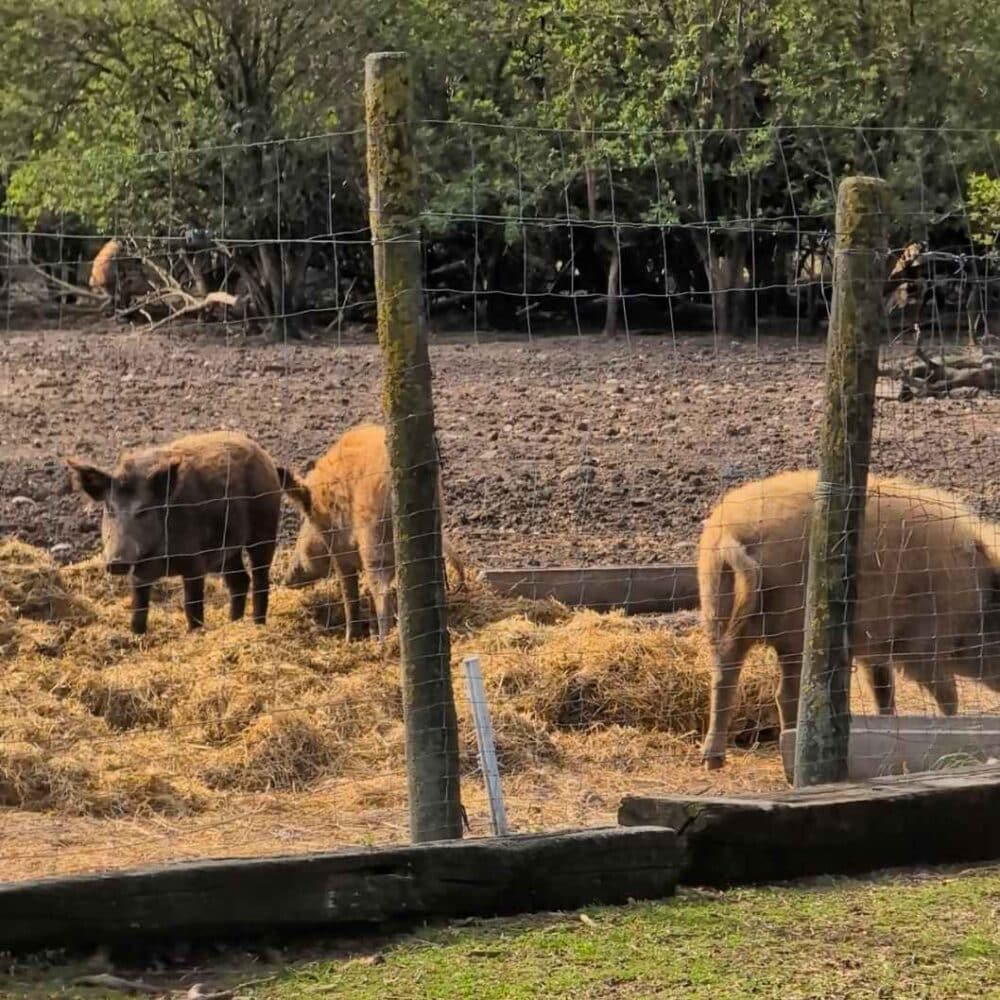 Bike Buddies Strecke 7 Mangalizaschweine
