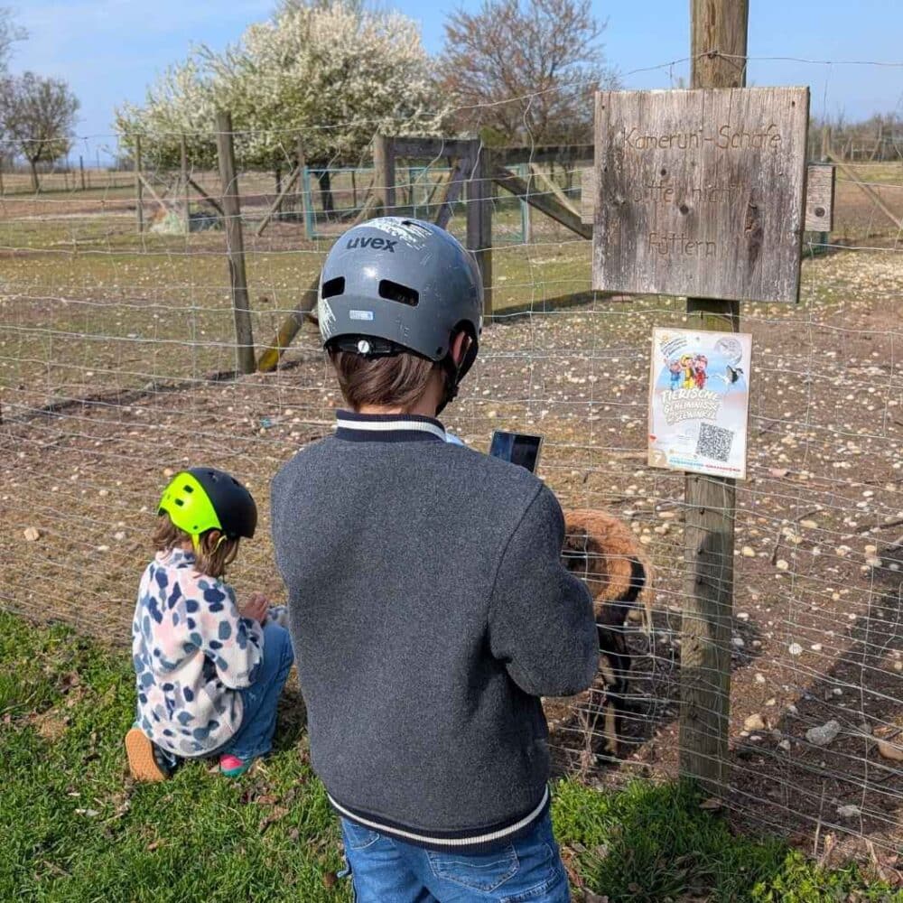 Bike Buddies Strecke 7 Schafe
