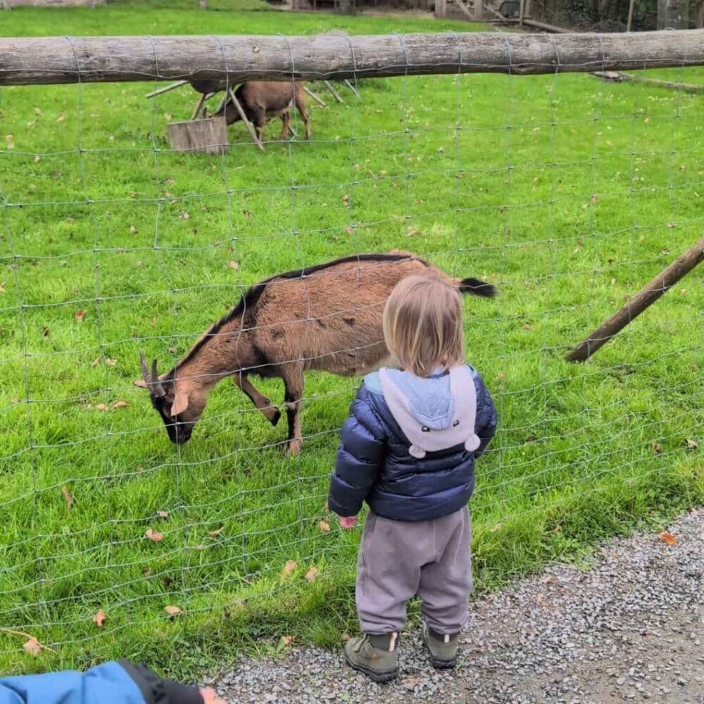 Freilichtmuseum Vogtsbauernhof Tiere (2)