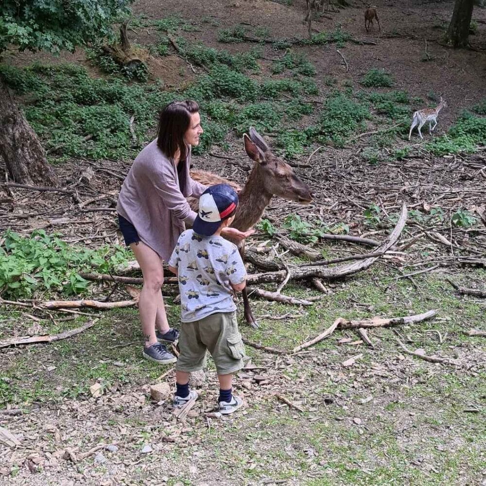 Wildpark Ernstbrunn freilaufende Rehe