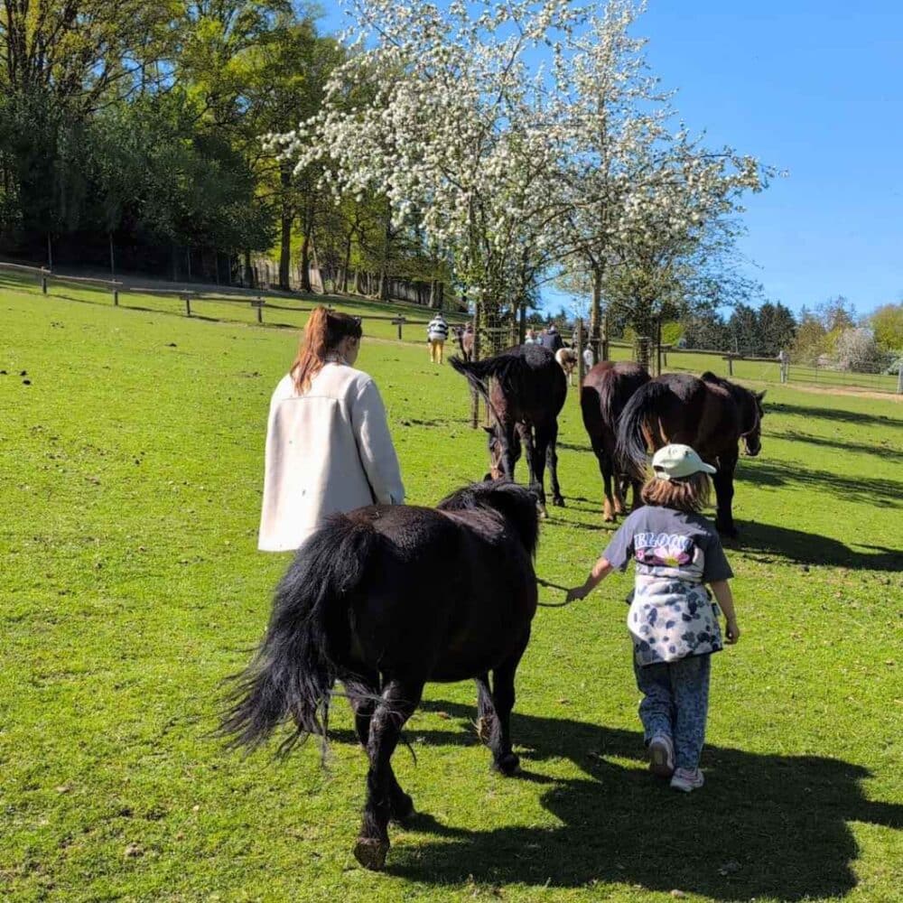 Wildpark Hochrieß Ponyreiten
