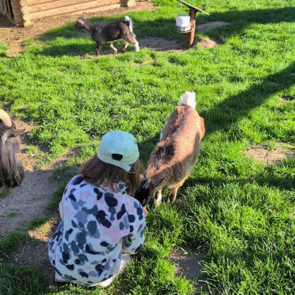 Wildpark Hochrieß Streichelzoo Ziegen