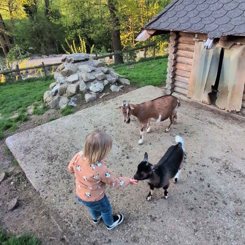 Wildpark Hochrieß Streichelzoo Ziegen KC