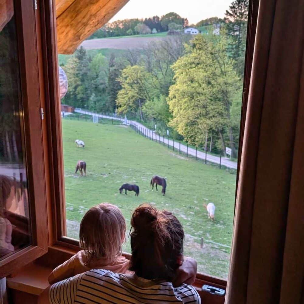 Wildpark Lodge Hochrieß Pferde