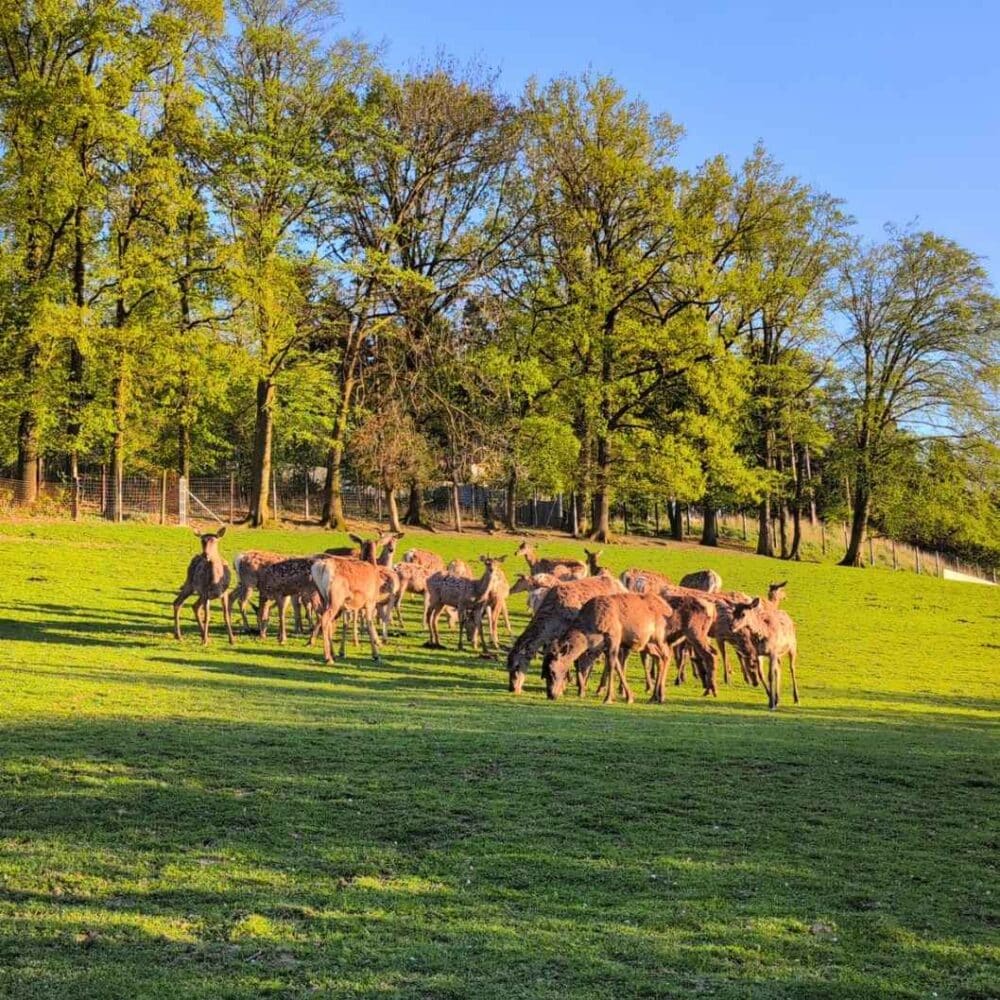 Wildpark Lodge Tiere Damwild