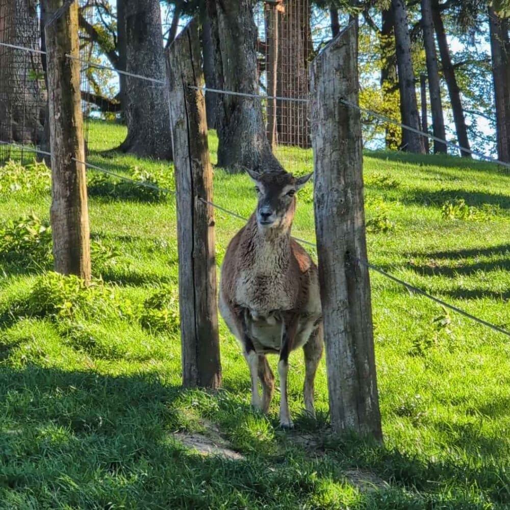 Wildpark Lodge Tiere Mufflon